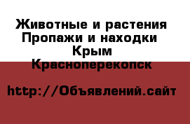 Животные и растения Пропажи и находки. Крым,Красноперекопск